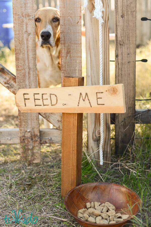 Feed Me sign on a fence, with a dog peeking through the slots of the fence.
