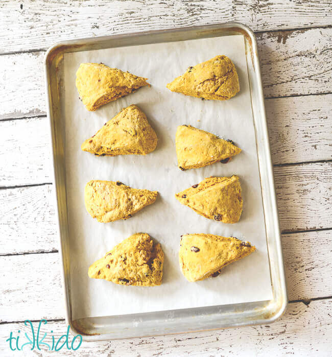 Pumpkin scones with dried cranberries on a parchment lined baking sheet on a white wooden surface.