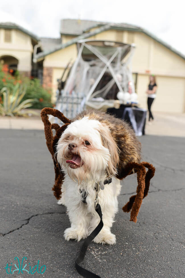Dog in a spider costume at the Spider Den Trunk or Treat