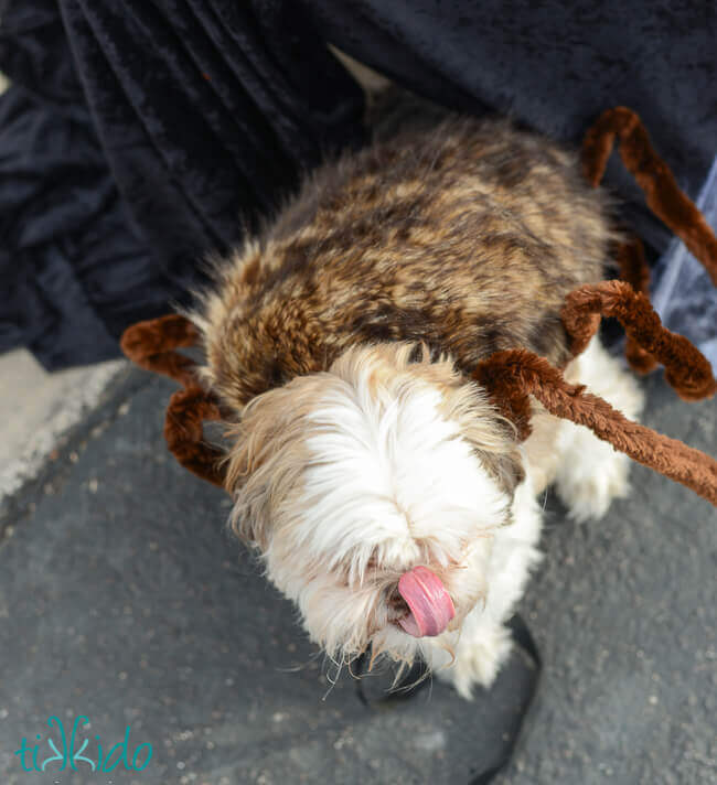 Spider Dog Halloween Costume Tutorial | Tikkido.com