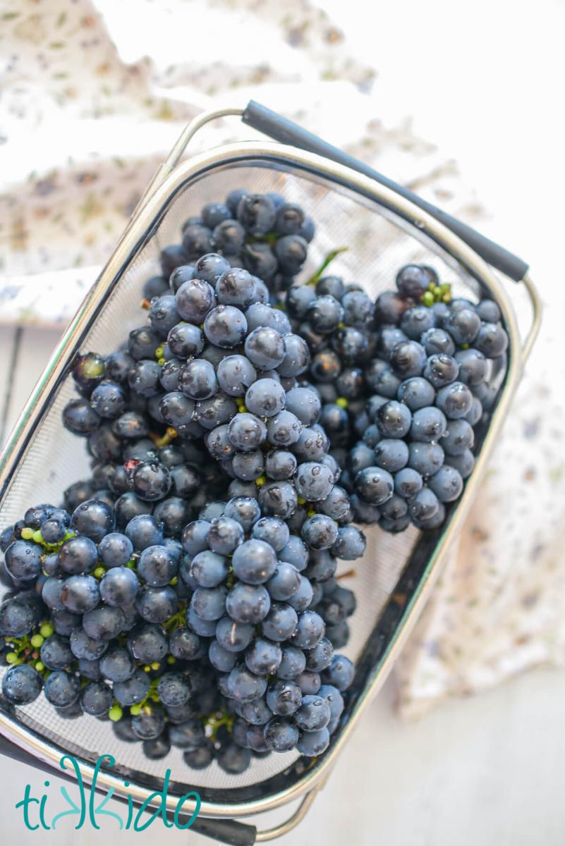 Concord grapes, freshly washed in a steel mesh collander.