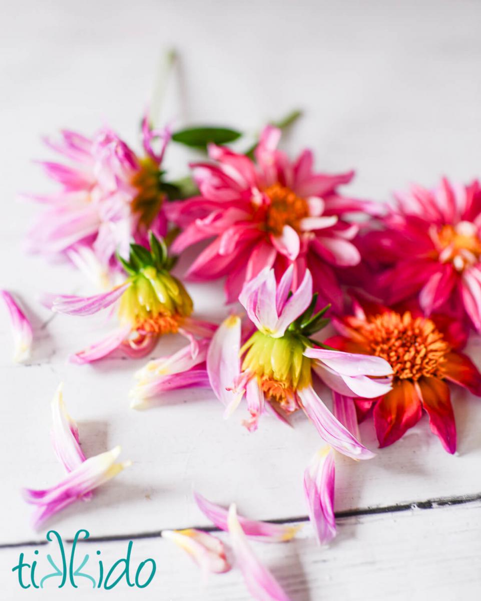 Dahlias and dahlia petals on a white wooden surface, ready to dry to make edible dried flower petals.