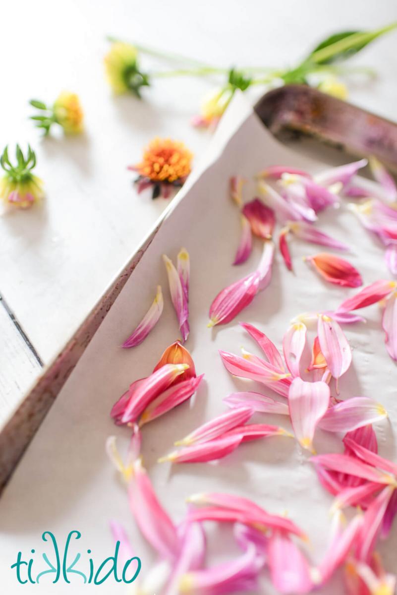 Dahlia petals on a parchment lined baking sheet, ready to dry in the oven.  The centers of the dahlias are on the table in the background.