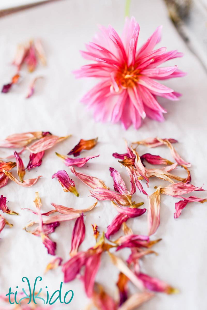 A fresh dahlia and dried dahlia petals on a parchment lined baking sheet.