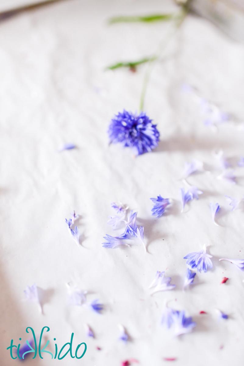 A cornflower and cornflower petals on a parchment lined baking sheet ready to dry to make edible dried flower petals.