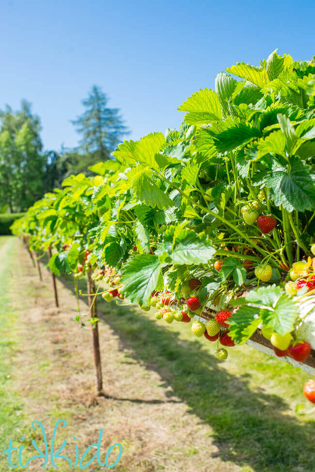 Strawberries growing in raised beds at Hawkswick Lodge Farm in Hertfordshire, England.