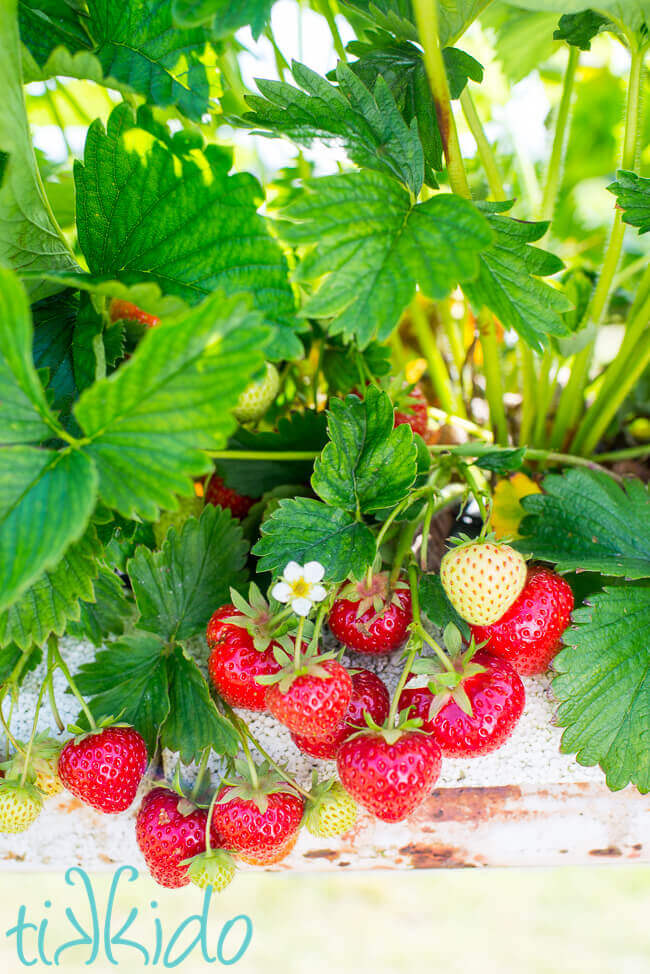 Strawberry plant with red strawberries, green strawberries, and white flowers.
