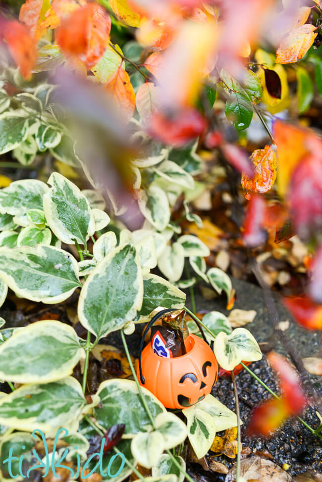 Small plastic Halloween pumpkin filled with two pieces of Halloween candy, hidden in the leaves for a Halloween candy hunt.