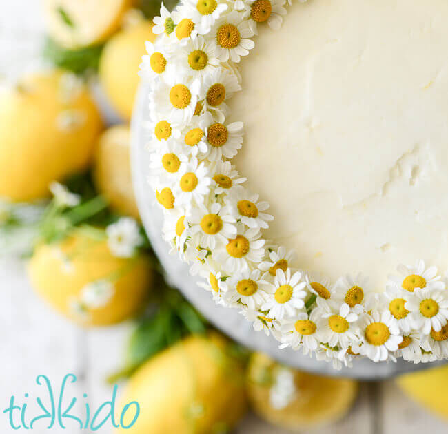 One layer white cake on galvanized metal cake stand, decorated with chamomile flowers, surrounded by fresh lemons and chamomile flowers, 