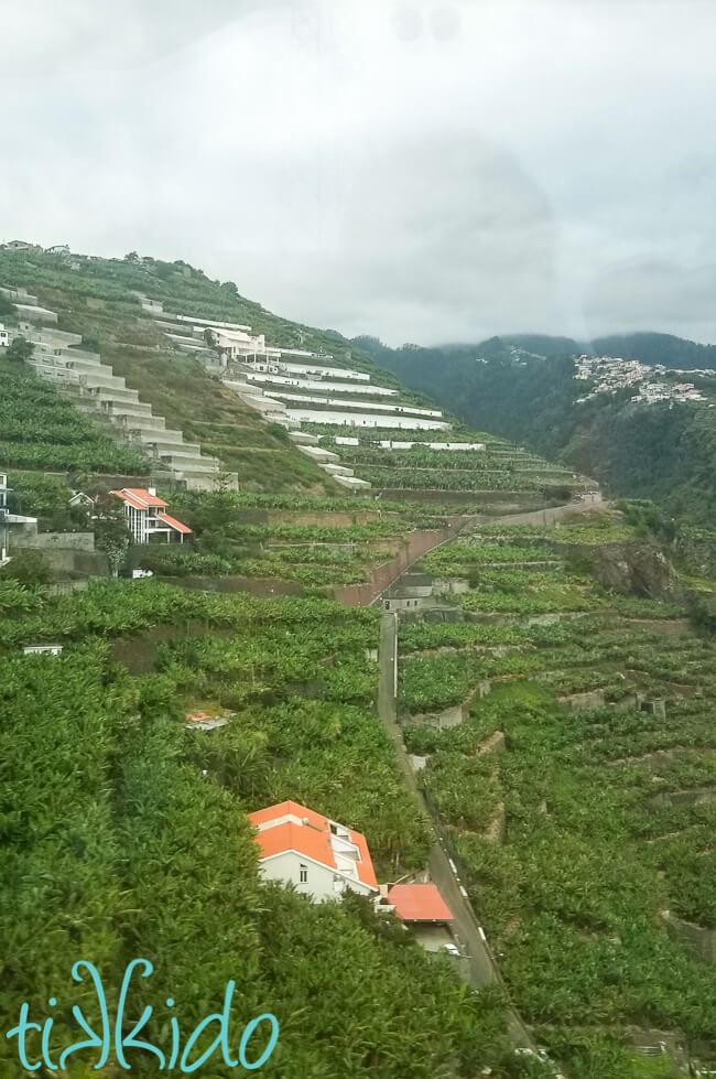 Terraced banana farms on a steep hillside in central Madeira, up so high that clouds touch the tops of the mountains.