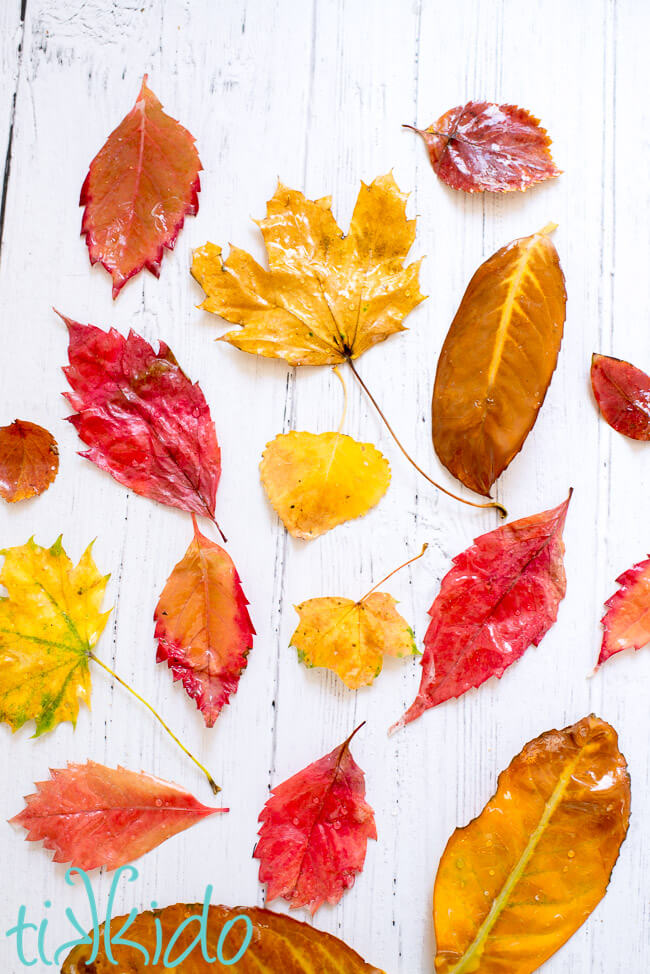 Beautiful autumn waxed leaves on a white wooden background.