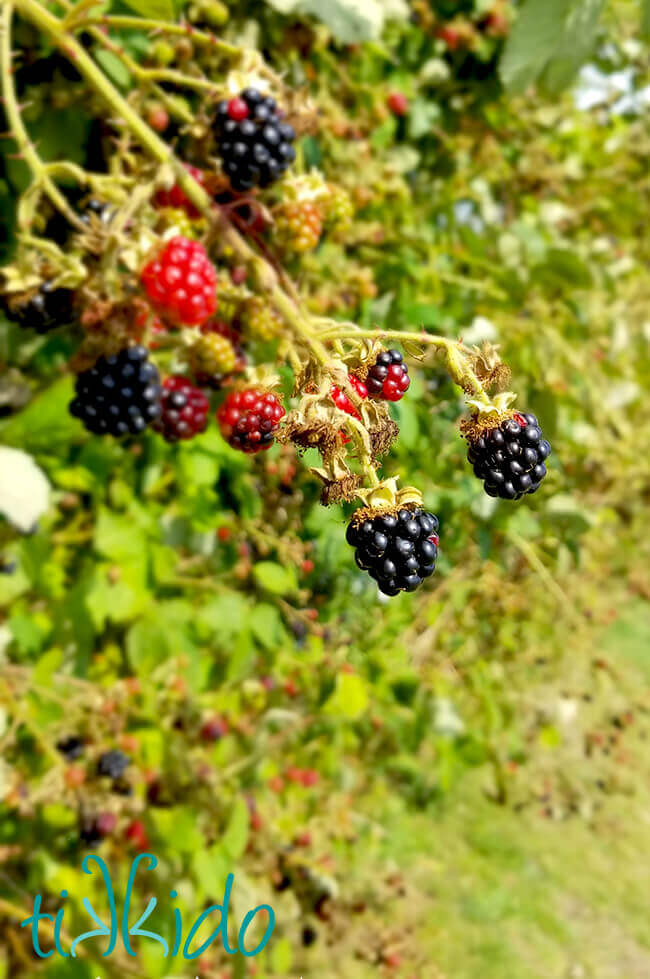 Wild blackberries growing in southern England.