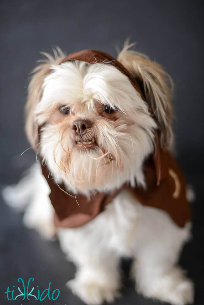 Shih tzu best sale dressed as ewok