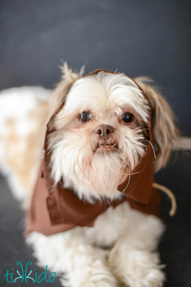 Ewok dog deals