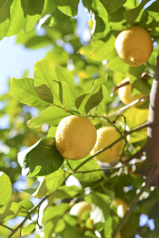 Lemons growing on a lemon tree in the sunlight.