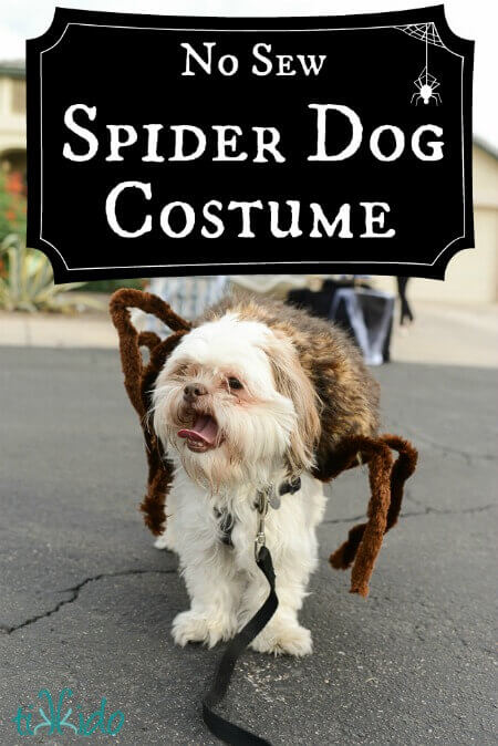 Spider Dog Costume Tutorial Tikkido Com - Diy Spider Costume For Small Dog